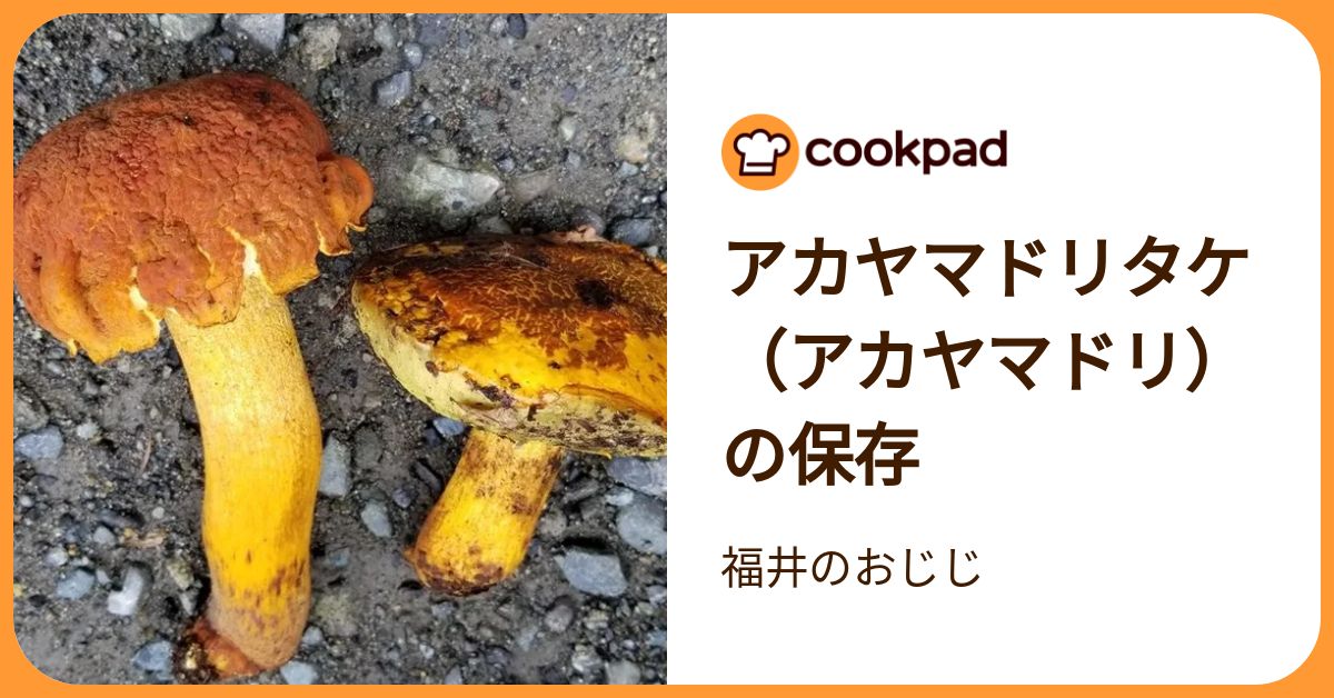 天然きのこ アカヤマドリ 約1.2kg きのこ アカヤマドリタケ