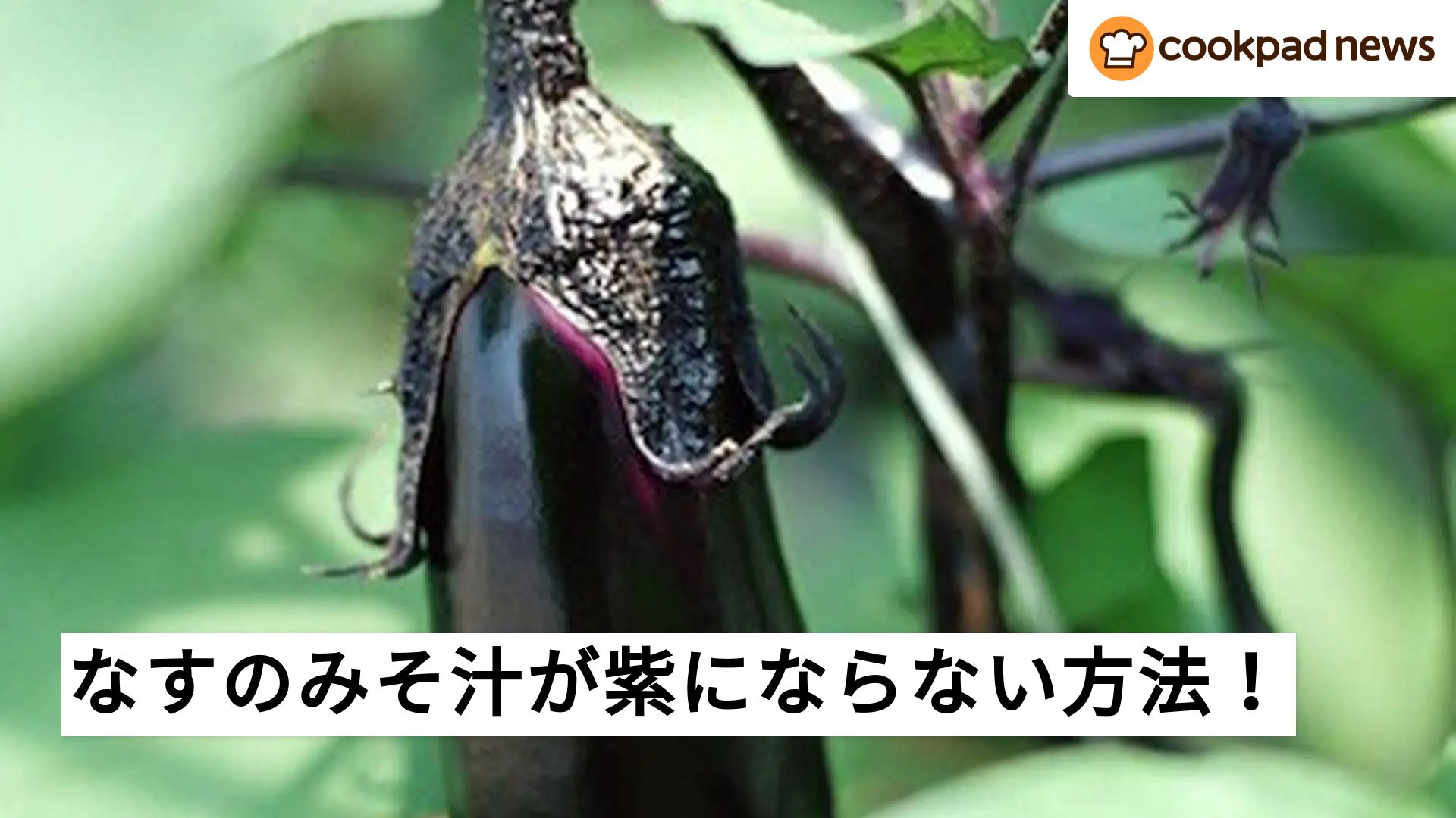 ナスのみそ汁が紫色になるのを防ぐ方法とは？ | クックパッドニュース