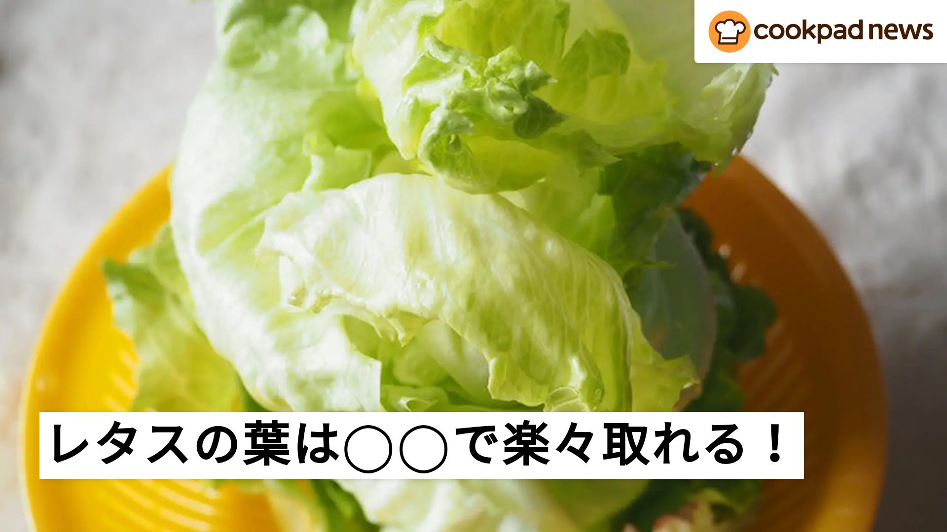 裏ワザ】レタスの葉が取りづらいときは「芯抜き」＆「水道水」で解決