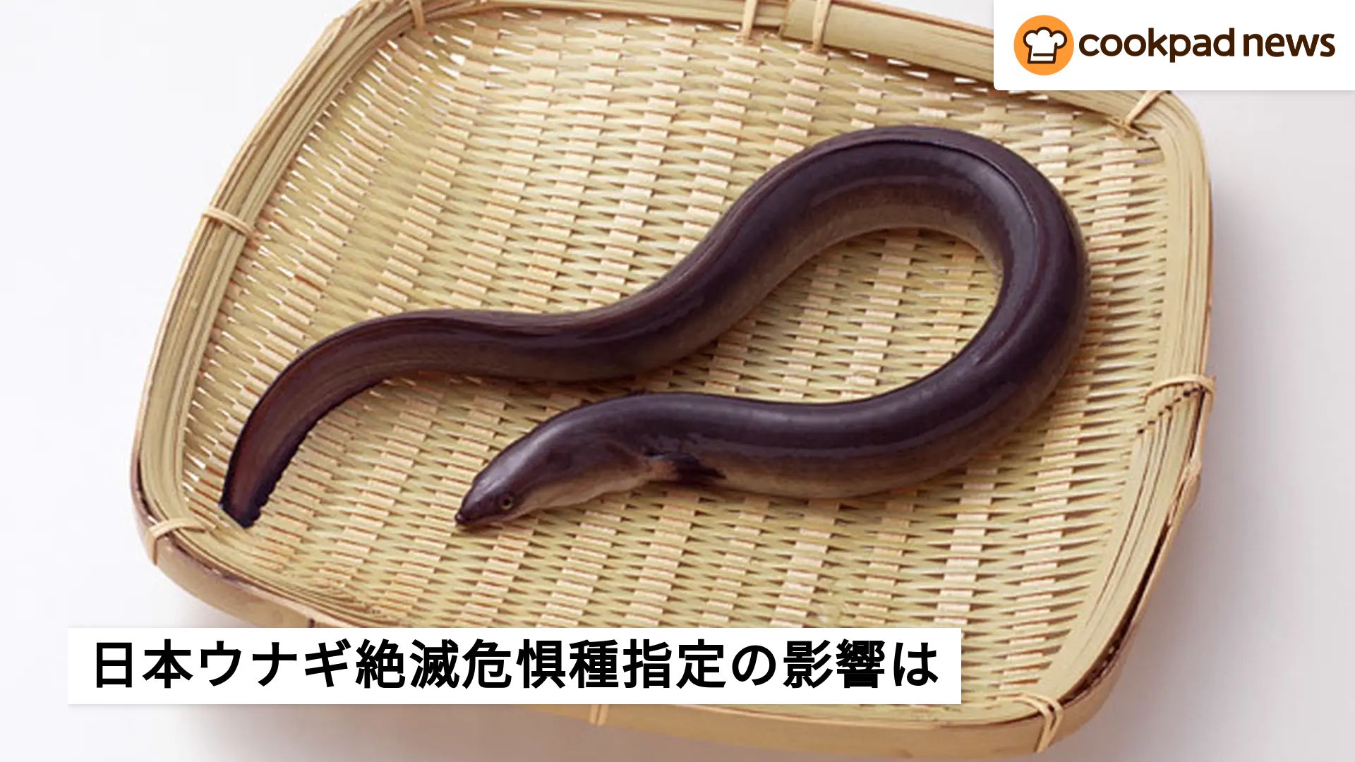 ニホンウナギが絶滅危惧種に指定！？私たちの食卓に影響は 