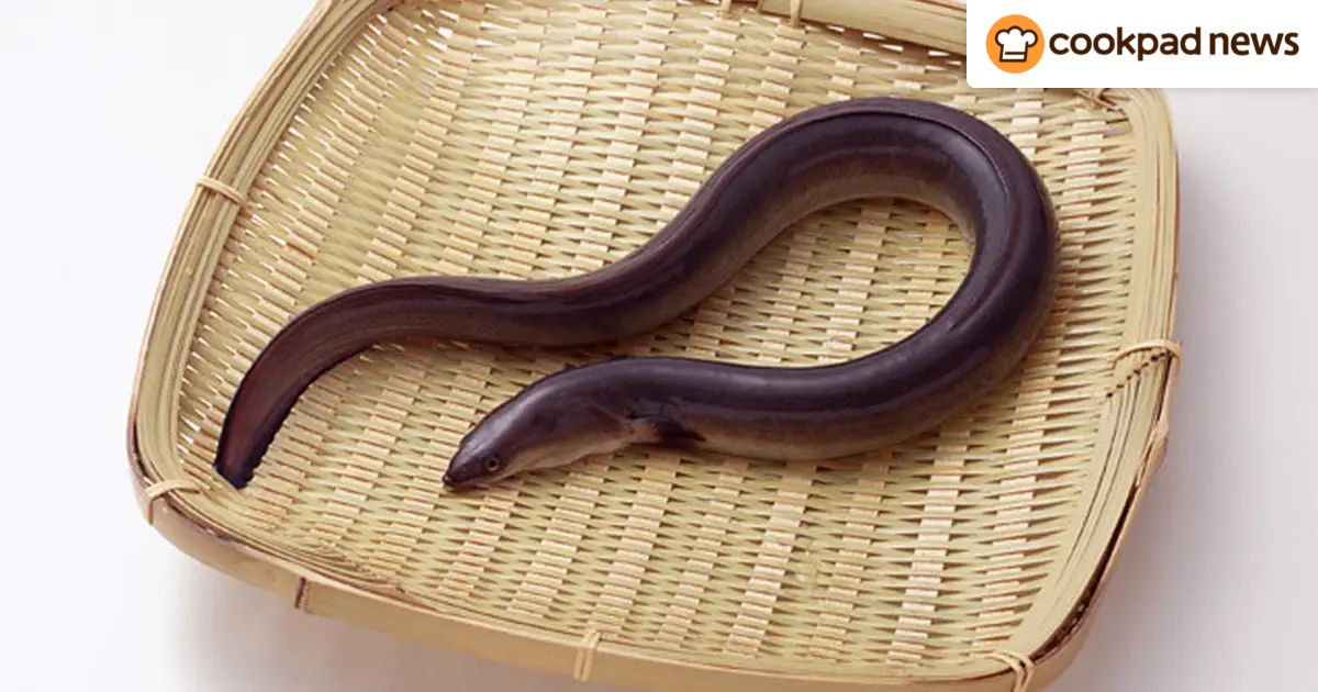 ニホンウナギが絶滅危惧種に指定！？私たちの食卓に影響は 