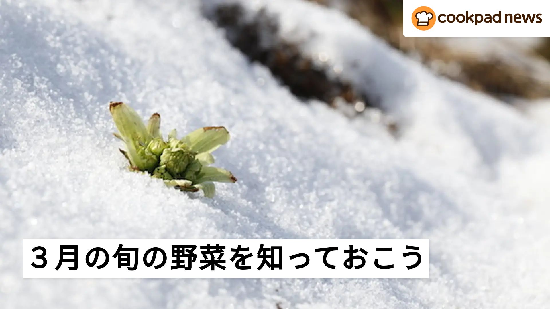 3月の旬の野菜】ブロッコリー、ふきのとう、せりについて知って